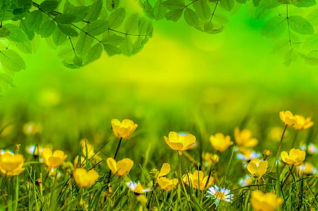 yellow flower field thumbnail