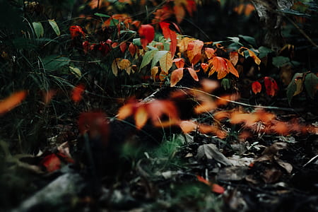 orange and green selective color photography of leaves thumbnail