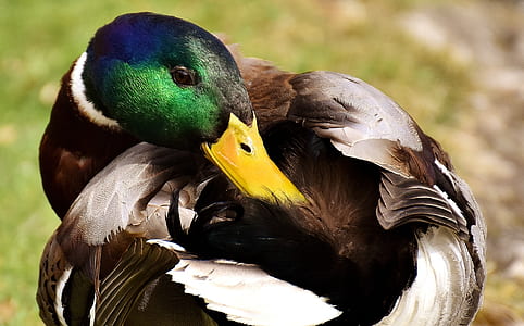 shallow focus of duck thumbnail