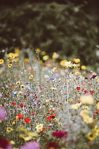 selective focus photography of red and yellow petaled flowers thumbnail