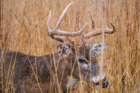 buck in tall grass thumbnail