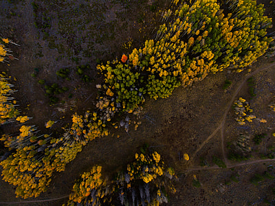 bird's-eye view photography of trees thumbnail