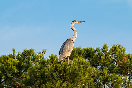 gray bird perch on tree thumbnail