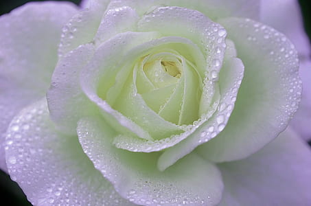 closeup photography of white with dewdrops thumbnail