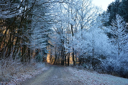 pathway between white leaf tall trees thumbnail