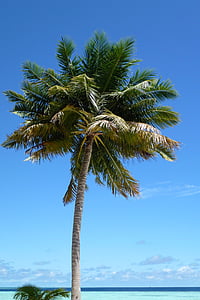 green palm tree thumbnail