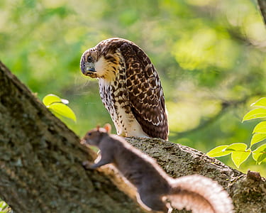 brown owl looking to rodent thumbnail