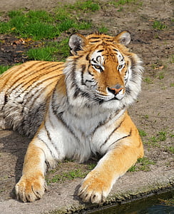 tiger lying on the ground thumbnail