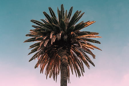 photo of palm tree thumbnail
