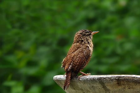 brown bird perched on concrete surface thumbnail