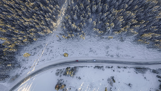 top view of snow covered trees during daytime thumbnail