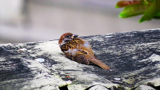 brown sparrow bird on black wooden surface thumbnail
