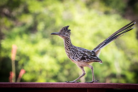 black and white lesser roadrunner thumbnail