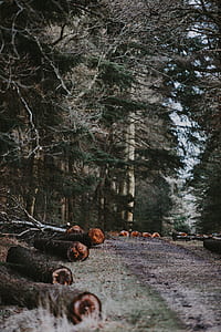 chopped tree logs beside trees thumbnail