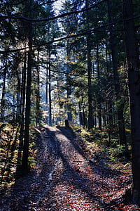 green forest during daytime thumbnail