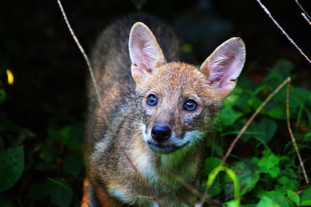 brown fox in forest thumbnail