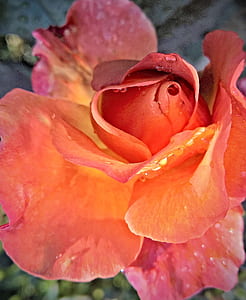 closeup photography of orange rose flower with water droplets thumbnail