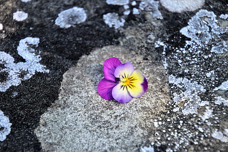purple and yellow pansy flower on brown and black concrete pavement thumbnail