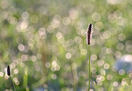 green grass thumbnail