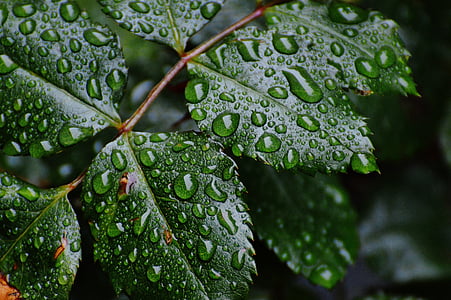 closeup photo of green leafed plant with water dew thumbnail