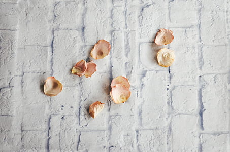 orange petals on white painted surface thumbnail