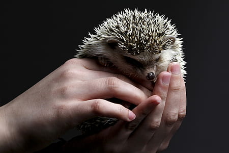 person holding hedgehog thumbnail