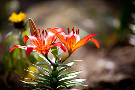 red flowes thumbnail