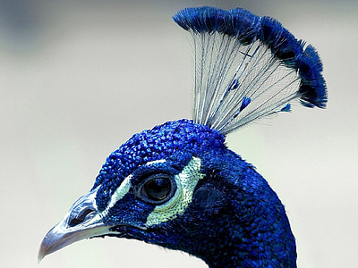photo of blue bird thumbnail