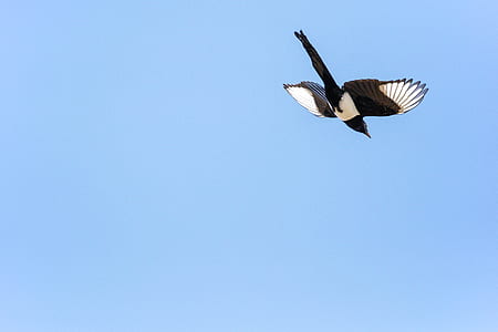 low angle photography of black-billed magpie thumbnail