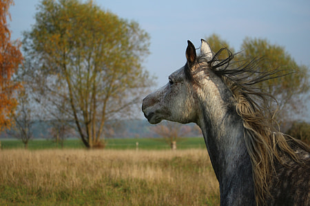 white and gray horse during daytime thumbnail