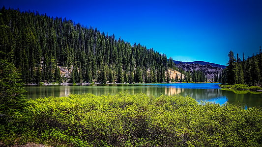 green tree near bodies of water at daytime thumbnail