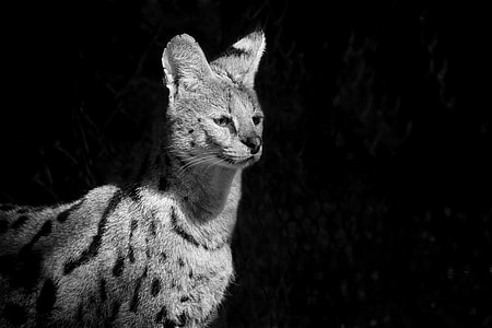grayscale photograph of animal thumbnail