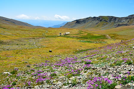 green grass field thumbnail