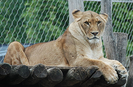 female lion thumbnail
