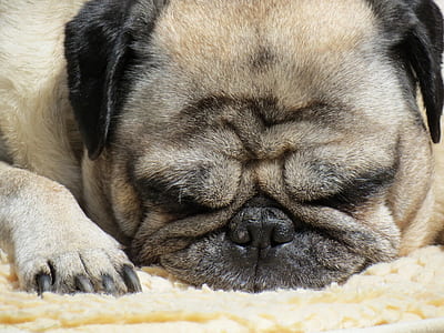 adult Chinese pug thumbnail