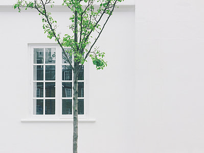 tree in front of glass window thumbnail