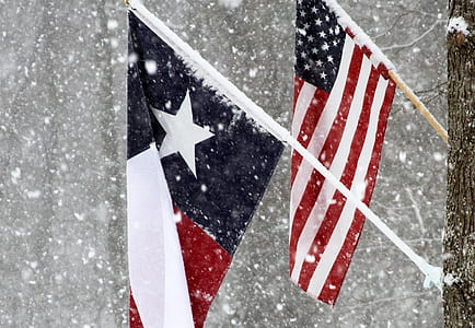 flag of Texas and America hanged on tree thumbnail