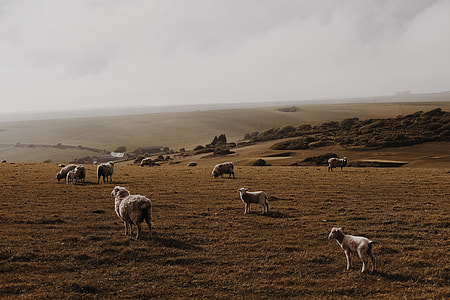 dog watching herd of sheep during daytime thumbnail