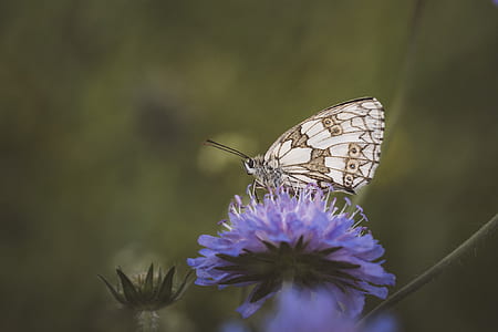 white and brown butterfly perching on blue flower selective focus photography thumbnail