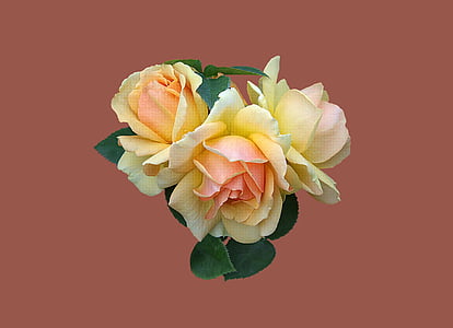 yellow and pink petaled flower thumbnail