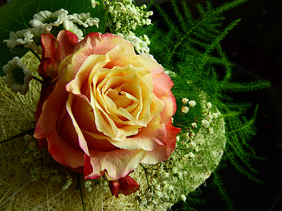 close up photo of yellow and red rose thumbnail