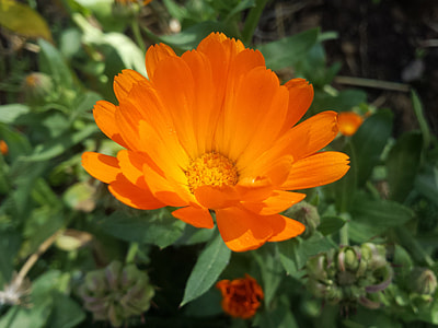 Orange Flower, Petals Orange thumbnail