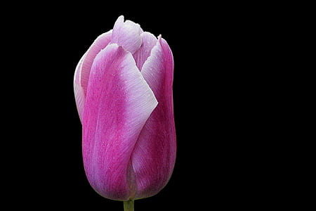 closed purple tulip flower thumbnail