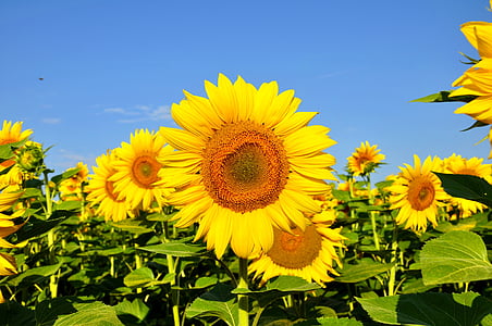 sunflowers with green leaves thumbnail