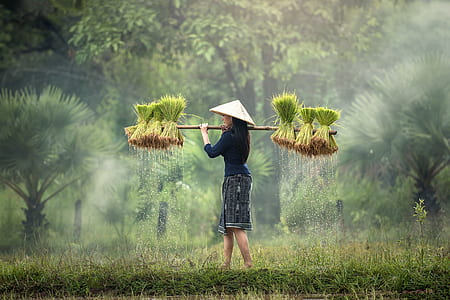 photo of woman carrying rice plants thumbnail