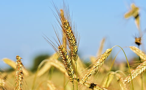 selective focus photography of wheat field thumbnail