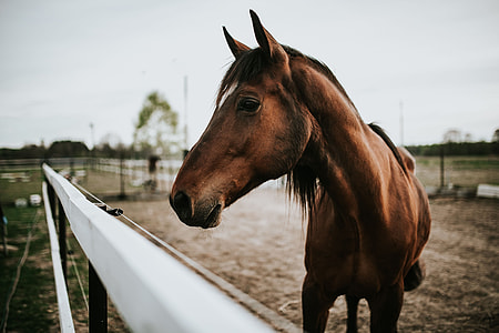 Portrait of a horse thumbnail