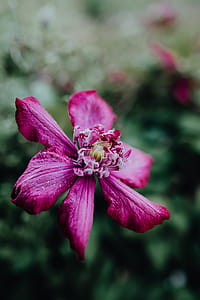 Blooming clematis 