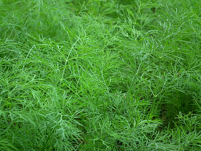 green leafed plant thumbnail