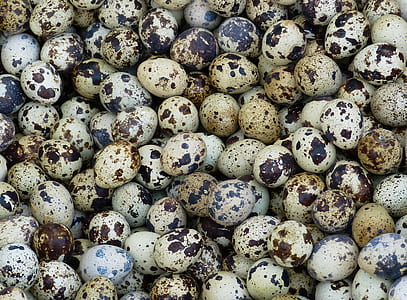 photo of quail eggs thumbnail